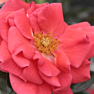 Web trgovina ruža - floribunda ruže - crvena  - narančasta - Rosa  Okályi Iván emléke - diskretni miris ruže - Márk Gergely - -